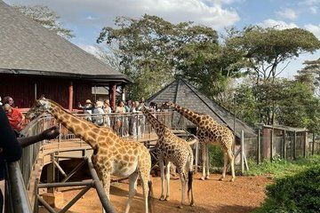 Nairobi National Park Elephants and Giraffe Centre Tour