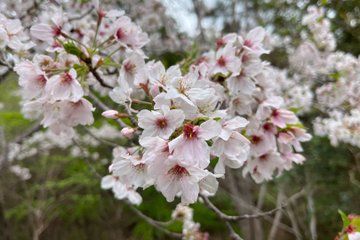 Kochi Monets Garden Tour Marmottanan Makino Botanical Garden