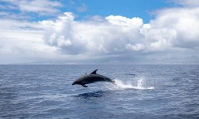 Cocoa Beach Dolphin and Wildlife Eco Activity