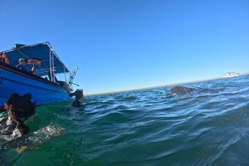 Swim with Whale Sharks