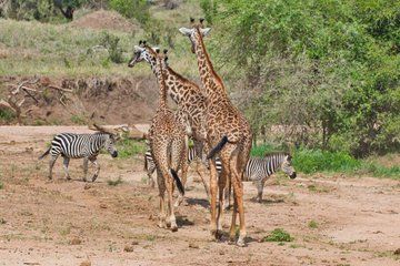 3 days 2 nights Safari Arusha Tarangire and Ngorongoro