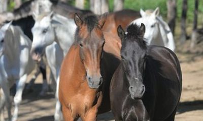 Epic Cloud Forest Horseback Riding Adventure in Boquete