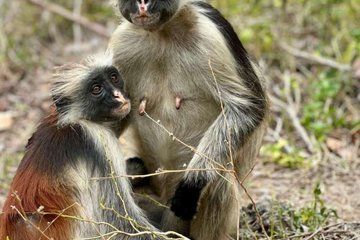 Spice Farm Jozani Forest Mtende Beach and the Rock Restaurant