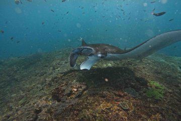 Amazing Full-Day Snorkelling at Nusa Penida with Manta Rays