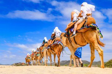 Cabo Camel Safari and Beach Ride with Tequila Tasting and Buffet