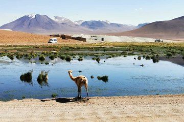 Salt Flats Route 8 Hour Tour from San Pedro de Atacama