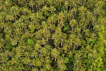 Wax Palm Sanctuary Expedition