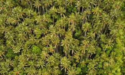 Wax Palm Sanctuary Expedition