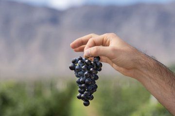 From San Juan Putruele Winery with Tasting and Pairing