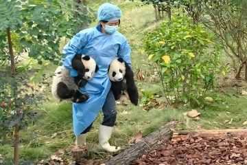 Private Chengdu Panda Base & Leshan Buddha Boat Tour with Lunch