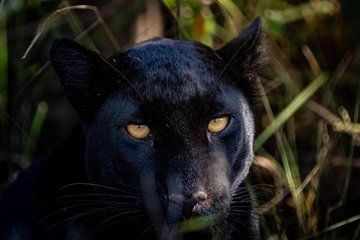 3 Day Ghost of the Savannah; Loisaba Black Leopard Tour