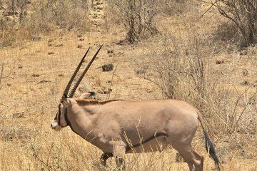 8 Day Wildlife Safari From Mara Plains to Tsavo National Park