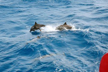 Dolphin House VIP snorkeling Boat Trip with lunch Hurghada