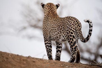 Jawai Leopard Safari Day Tour from Udaipur High Chance Sightings