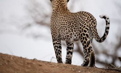 Jawai Leopard Safari & Ranakpur Temple Day Tour from Udaipur