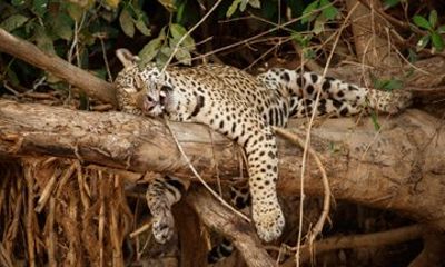 Udaipur: Jawai Leopard Safari, Kumbhalgarh, Ranakpur Temple Tour