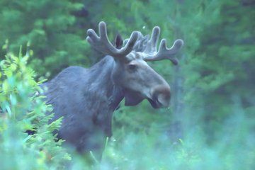 Moose and Arctic Wilderness Safari Experience Rovaniemi