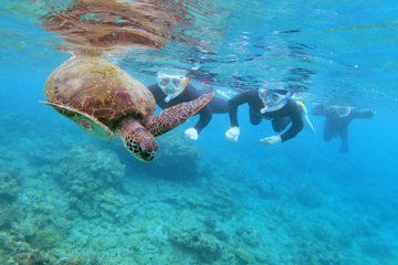Small Group Yakushima Snorkeling High Chance to See Turtles
