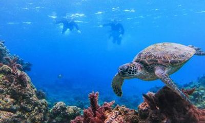 Yakushima Sea Turtle Snorkeling | English Guide | Small Group