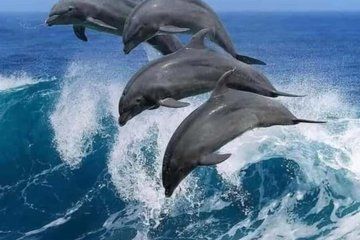 Mnemba island,Spice farm and Zanzibar lagoon