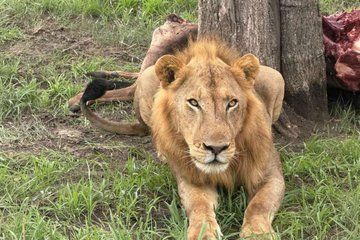 3 Days 2 Night Nyerere National Park by Ferry from Zanzibar