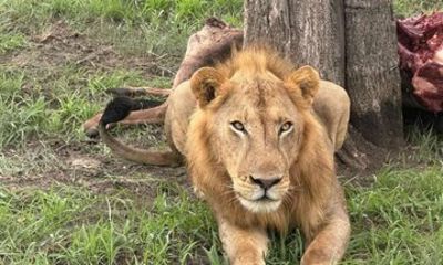 3 days 2 night Nyerere national park with ferry from zanzibar
