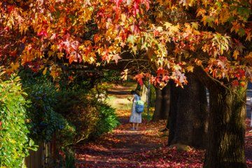 Blue Mountains Autumn and Mayfield Garden from Sydney