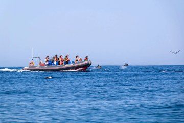 Private Rib Boat Trip and Dolphin Watching in Portimao