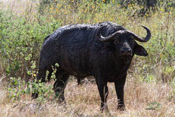 1 Day Trip to Akagera National Park