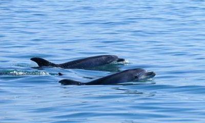 Observation of Dolphins in Sesimbra