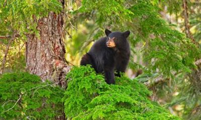 Whistler Afternoon Evening With The Bears Land Rover Scenic Tour