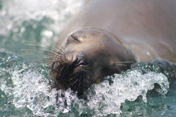 Lima Palomino Islands Private Tour and Sea Lions with Pick Up