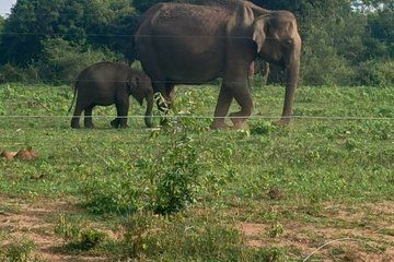Private transfer within Sri Lanka from bentota