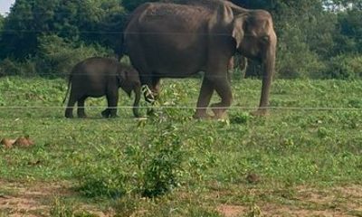 Private transfer within Sri Lanka from bentota