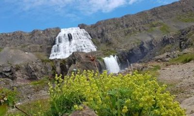 Isafjordur Full Day Private Tour