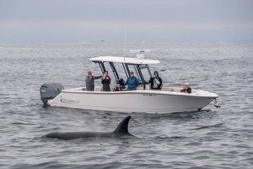Luxury 3‑Hour Whale Watching Experience