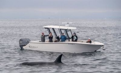 Luxury 3‑Hour Whale Watching Experience