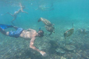 Half Day Tour to Dimaniyat Island and Snorkeling Experience
