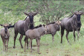 Half day Safari at Kissama Park