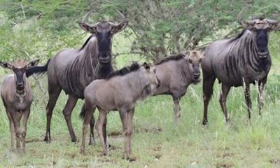 Half day Safari at Kissama Park