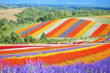 Private One Day Tour of Biei and Furano from Sapporo