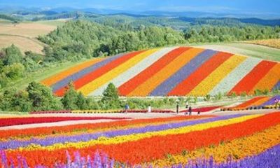 Private One Day Tour of Biei and Furano from Sapporo