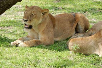 3 days 2 Night Mikumi National Park by SGR from Zanzibar