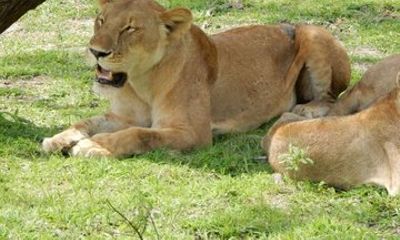 3 days 2 Night Mikumi national park witj SGR from zanzibar