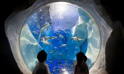 Combo Ticket Sea Life and Legoland Discovery Centre Birmingham