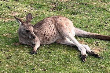 Mt Wellington Bonorong Wildlife Sanctuary and Wine Tasting Tour