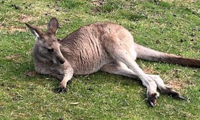 Mt Wellington Bonorong Wildlife Sanctuary and Wine Tasting Tour