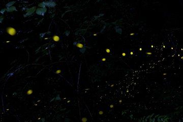 Sandakan Mangrove Fireflies Dinners Tastings and Cruise