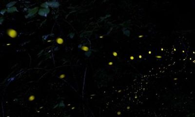 Sandakan Mangrove Fireflies Dinners Tastings and Cruise