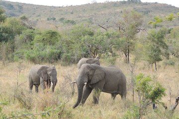 Johannesburg to Kruger National Park 2 Day Small Group Tour